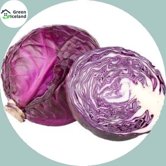 Picture of Red Hybrid Cabbage Seeds bonsai- 20 Pcs SeedS
