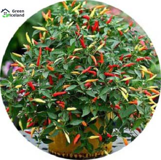 Picture of Ornamental Chili Seed- 20Pcs seeds (Global SeedS)
