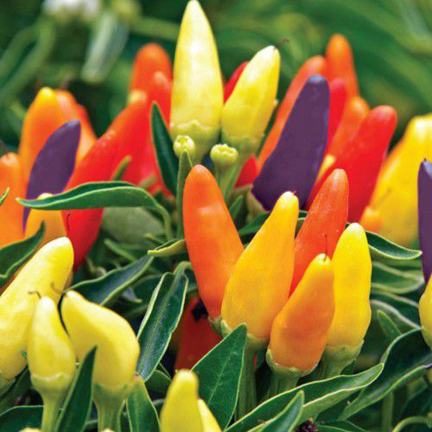 Picture of Ornamental Chili Seed- 20Pcs seeds (Global SeedS)