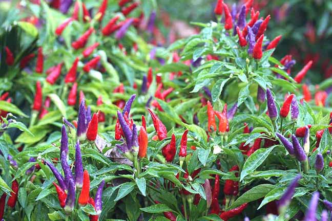 Picture of Ornamental Chili Seed- 20Pcs seeds (Global SeedS)
