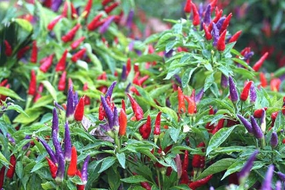 Picture of Ornamental Chili Seed- 20Pcs seeds (Global SeedS)