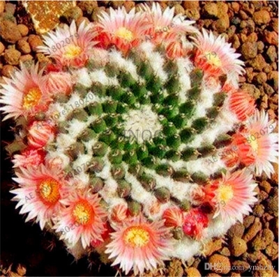 Picture of Mixture Of Cactus Seeds Rare succulent plants for home and garden, High Germination-20Pcs seeds