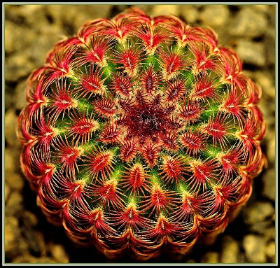 Picture of Mixture Of Cactus Seeds Rare succulent plants for home and garden, High Germination-20Pcs seeds