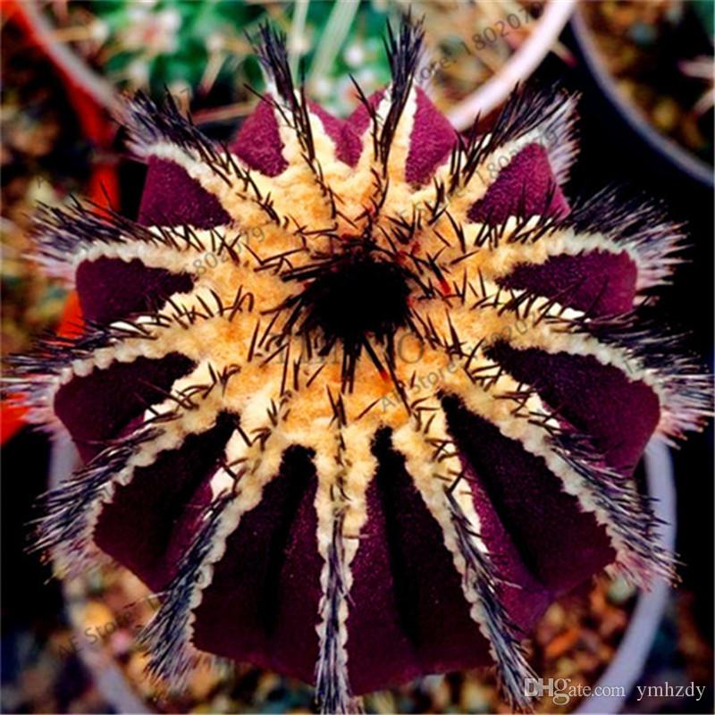 Picture of Mixture Of Cactus Seeds Rare succulent plants for home and garden, High Germination-20Pcs seeds