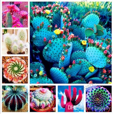 Picture of Mixture Of Cactus Seeds Rare succulent plants for home and garden, High Germination-20Pcs seeds