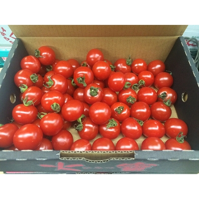 Picture of Japanese Tomato Biz 20+ PieceS Home Tuber