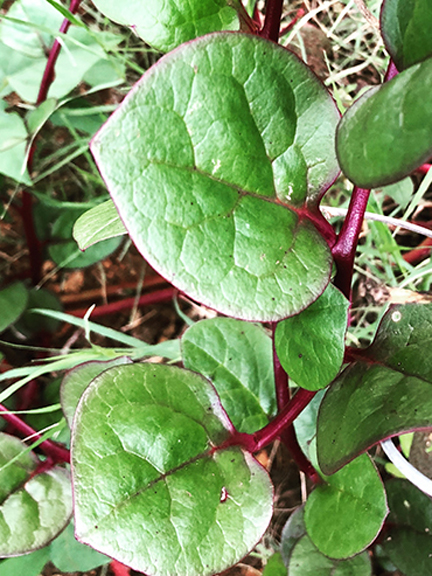 Picture of Puishak Mota Data Seeds- 10 Pcs seedS