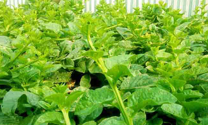 Picture of Puishak Mota Data Seeds- 10 Pcs seedS