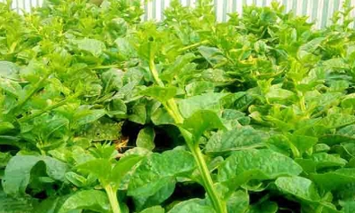 Picture of Puishak Mota Data Seeds- 10 Pcs seedS