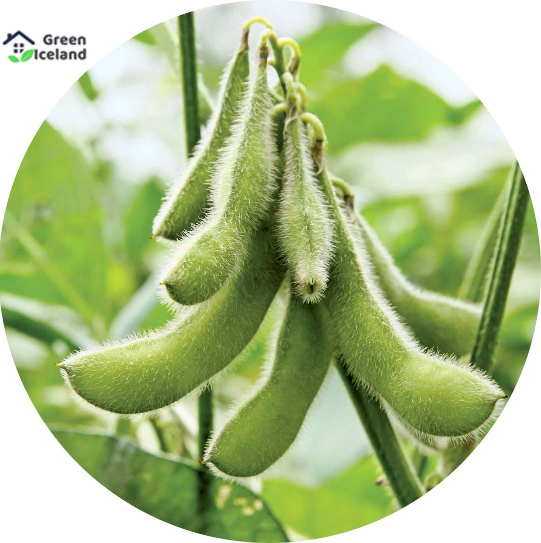 Picture of Soybean Tree Seeds -30 Pcs seedS