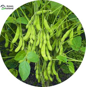 Picture of Soybean Tree Seeds -30 Pcs seedS