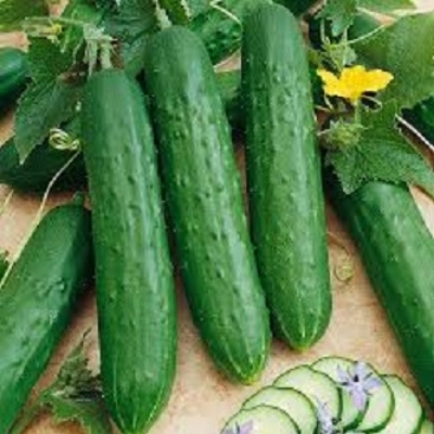 Picture of Qiu Sheng Hot Vegetable Bonsais Cucumber Bonsais- 20 Pcs SeedS