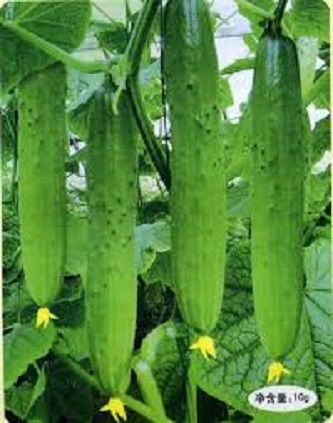 Picture of Qiu Sheng Hot Vegetable Bonsais Cucumber Bonsais- 20 Pcs SeedS