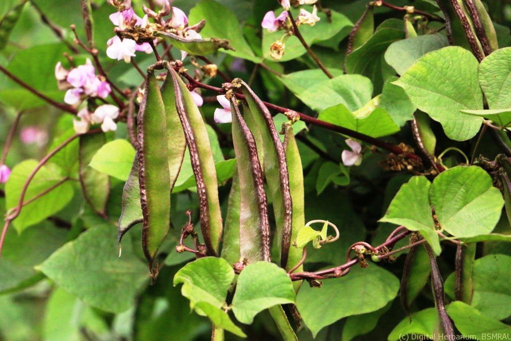 Picture of organic Bean Seeds - 10 pcs SeedS