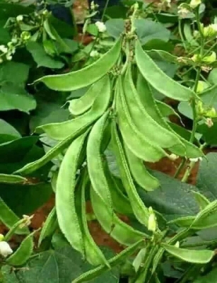 Picture of organic Bean Seeds - 10 pcs SeedS