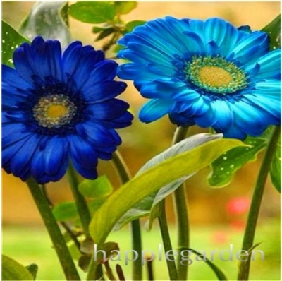 Picture of Gerbera Daisy bonsai Flower plants Seed- 10Pcs seeds