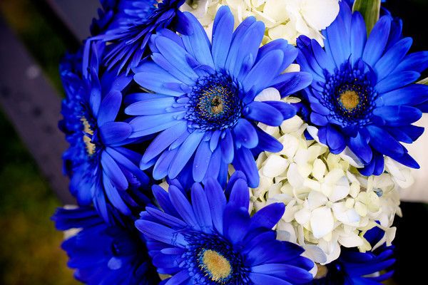 Picture of Gerbera Daisy bonsai Flower plants Seed- 10Pcs seeds