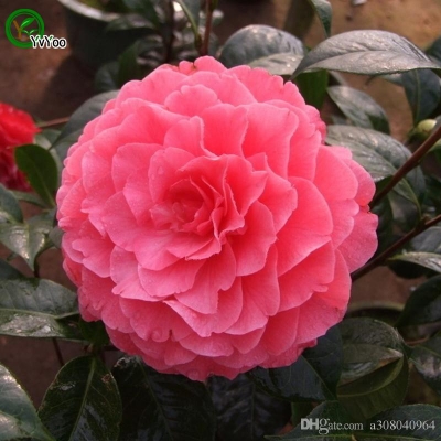 Picture of MULTICOLOUR Camellia Flower Seeds -20 pcs