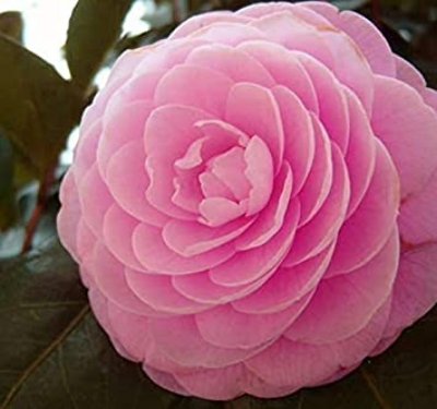 Picture of MULTICOLOUR Camellia Flower Seeds -20 pcs