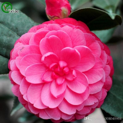 Picture of MULTICOLOUR Camellia Flower Seeds -20 pcs