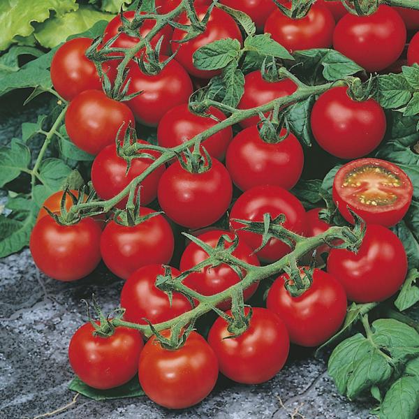 Picture of Top selling Hot Tomato Seeds- 25Pcs Seeds