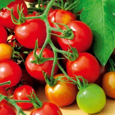 Picture of Top selling Hot Tomato Seeds- 25Pcs Seeds
