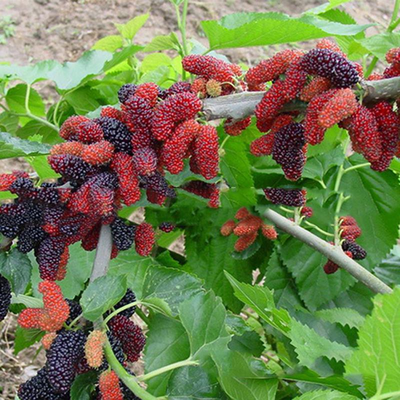 Picture of Mulberry Seeds Morus Nigra Tree Garden Bush Seeds DIY Home Garden Bonsai Red- 20Pcs s