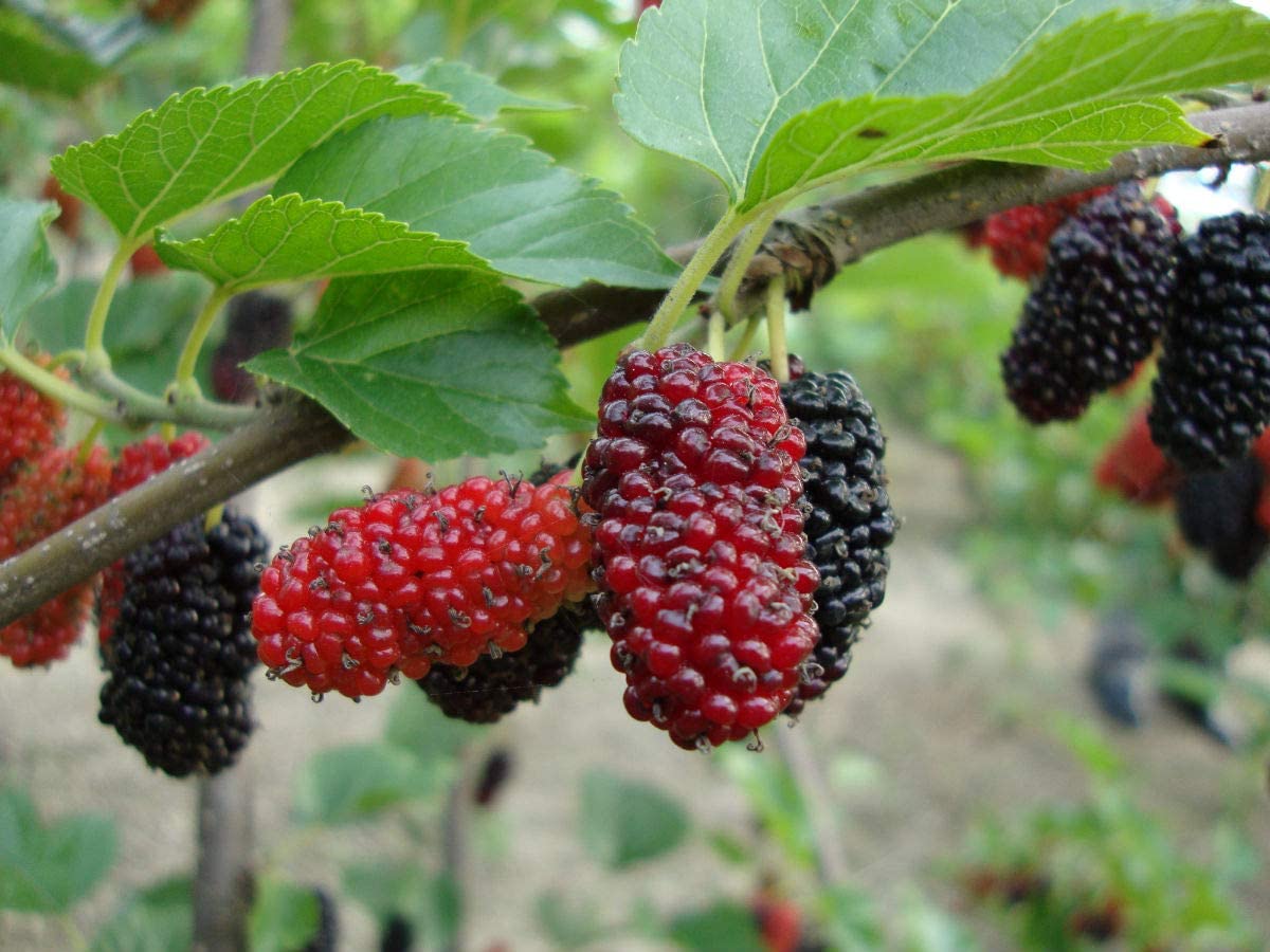 Picture of Mulberry Seeds Morus Nigra Tree Garden Bush Seeds DIY Home Garden Bonsai Red- 20Pcs s