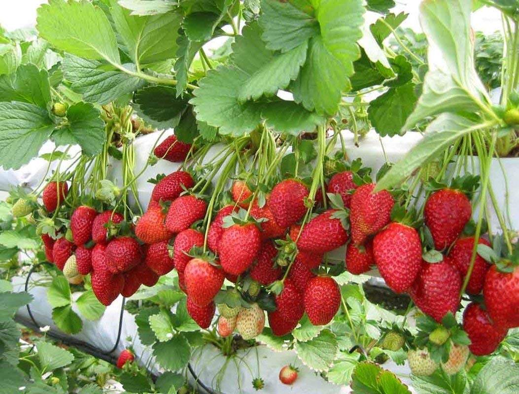 Picture of Giant strawberry Bonsai Tree Seeds/ -20+ pcs seeds