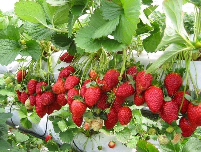 Picture of Giant strawberry Bonsai Tree Seeds/ -20+ pcs seeds