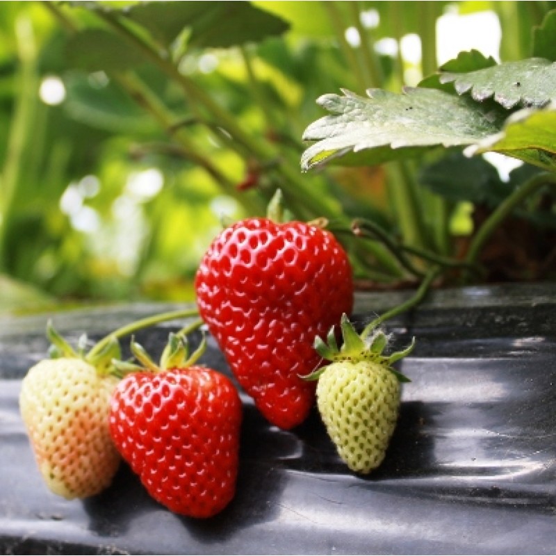 Picture of Giant strawberry Bonsai Tree Seeds/ -20+ pcs seeds