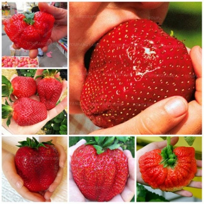 Picture of Giant strawberry Bonsai Tree Seeds/ -20+ pcs seeds