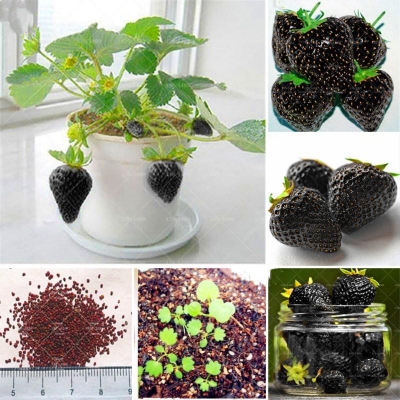 Picture of Fresh Black Strawberry Bonsai Rare Fruit Perennial Indoor Balcony Potted Plants seed-30pcs