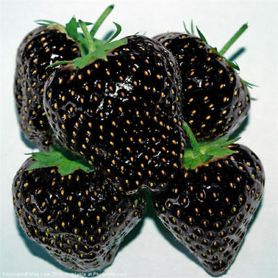 Picture of Fresh Black Strawberry Bonsai Rare Fruit Perennial Indoor Balcony Potted Plants seed-30pcs