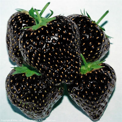 Picture of Fresh Black Strawberry Bonsai Rare Fruit Perennial Indoor Balcony Potted Plants seed-30pcs