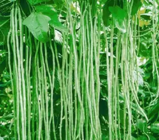Picture of deshi Long Bean Seeds - 15Pcs seeds