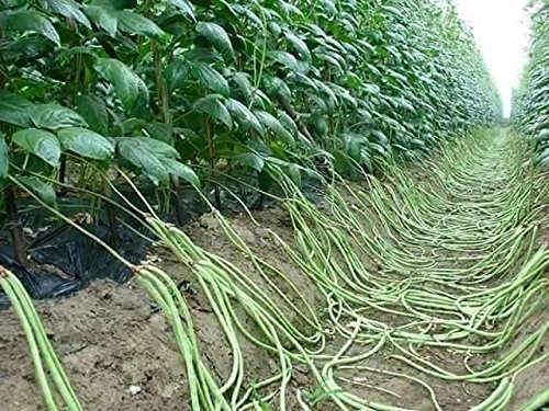Picture of deshi Long Bean Seeds - 15Pcs seeds