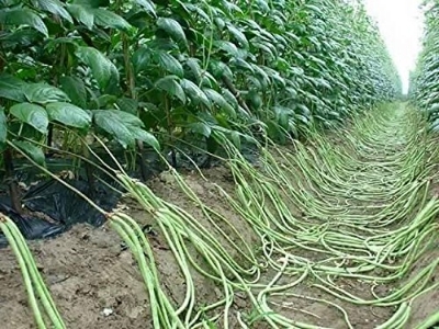 Picture of deshi Long Bean Seeds - 15Pcs seeds