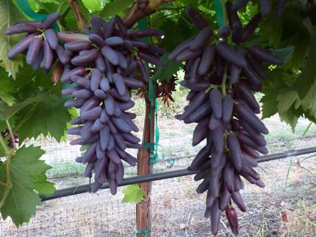 Picture of 20 / Pack Very Rare Finger Grape Advanced Fruit Natural Growth Grape Delicious Fruit Plants for Home Garden-20Pcs seedS