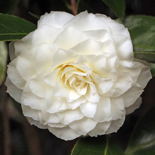 Picture of Global White Camellia Flower Bonsai Seeds - 20 Pcs SeedS