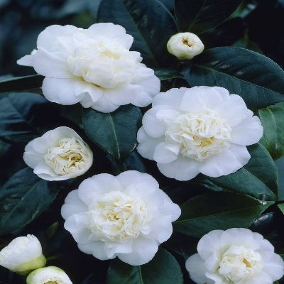 Picture of Global White Camellia Flower Bonsai Seeds - 20 Pcs SeedS