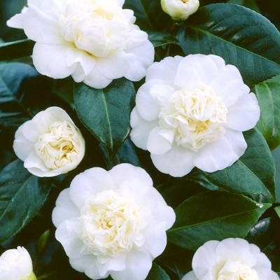 Picture of Global White Camellia Flower Bonsai Seeds - 20 Pcs SeedS