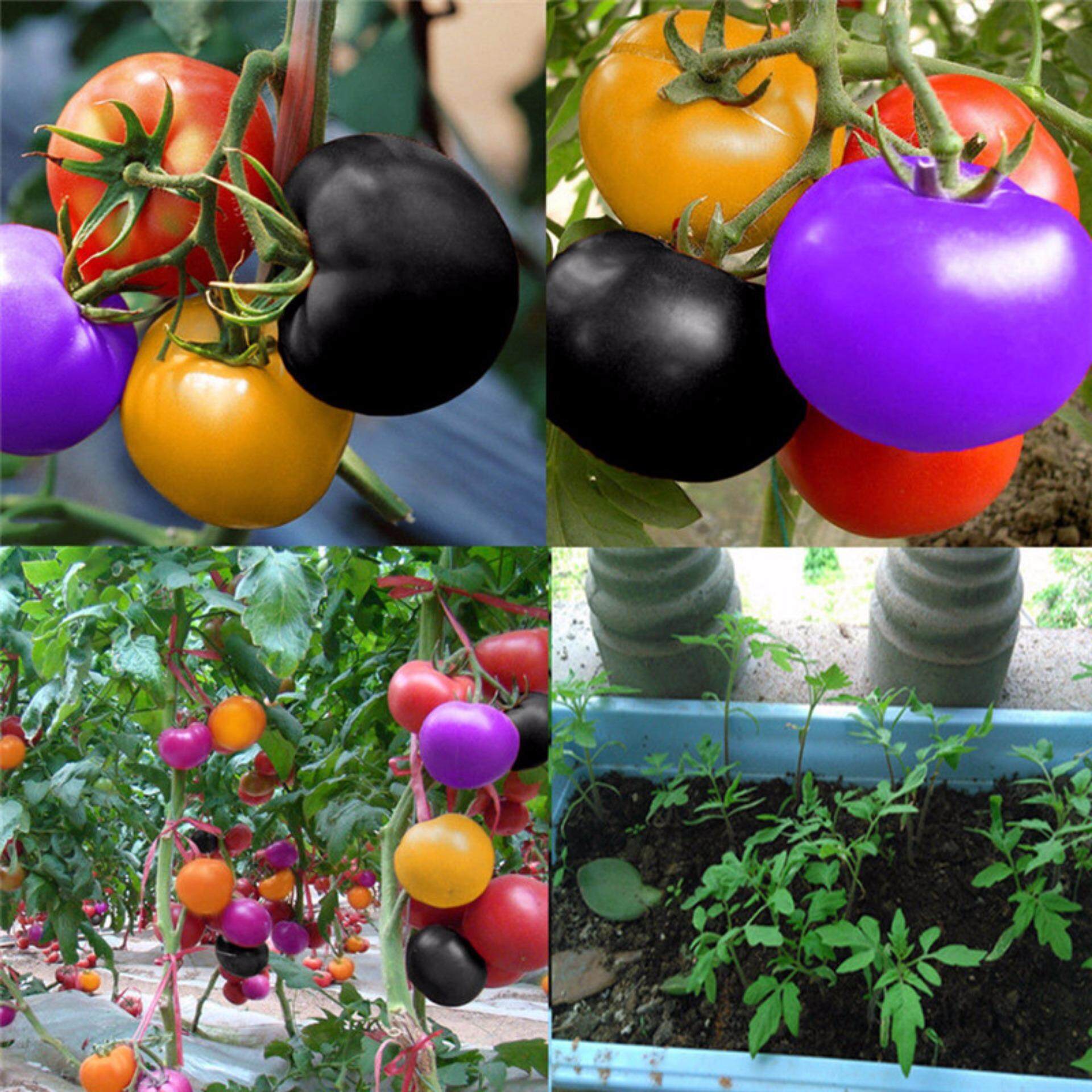 Picture of 15Pcs Bonsai Pearl Tomato Bonsai Mini Cherry Potted Sweet Fruit Vegetable Organic Fresh- 15Pcs seeds