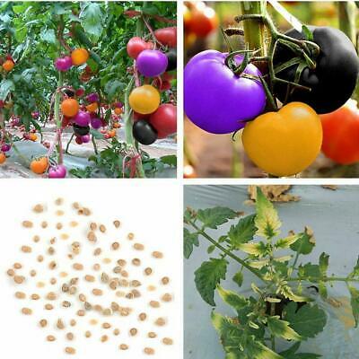 Picture of 15Pcs Bonsai Pearl Tomato Bonsai Mini Cherry Potted Sweet Fruit Vegetable Organic Fresh- 15Pcs seeds