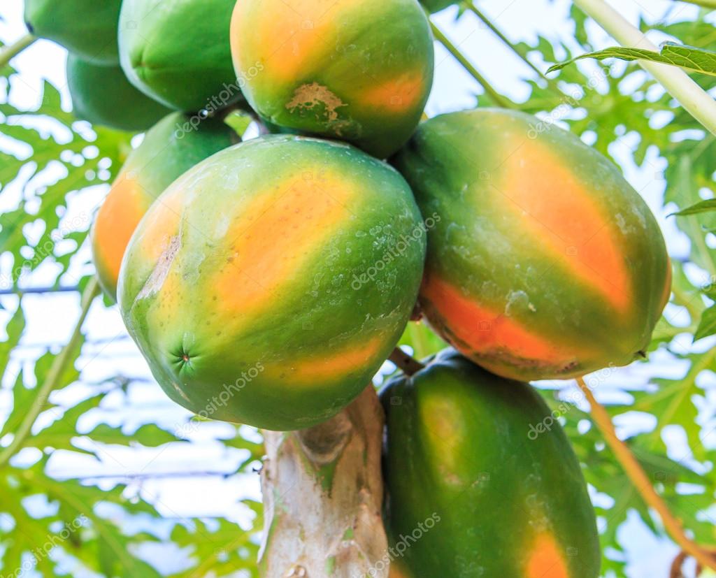 Picture of Papaya Plants Rare Jardin Heirloom Organic Vegetable Fruit Landscape Plant Frutas Healthy Food For Garden Gift- 10Pcs SeedS