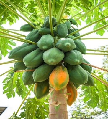Picture of Papaya Plants Rare Jardin Heirloom Organic Vegetable Fruit Landscape Plant Frutas Healthy Food For Garden Gift- 10Pcs SeedS