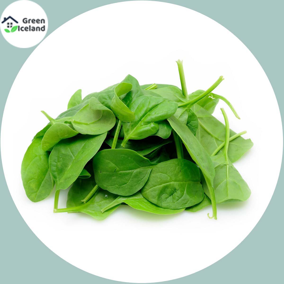 Picture of Spinach Seeds  - 50 pieces seeds