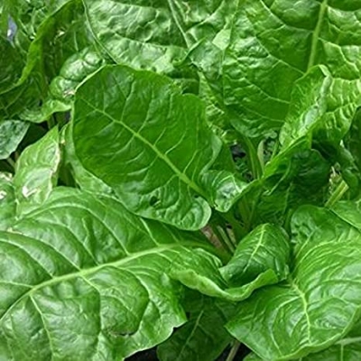 Picture of Spinach Seeds  - 50 pieces seeds