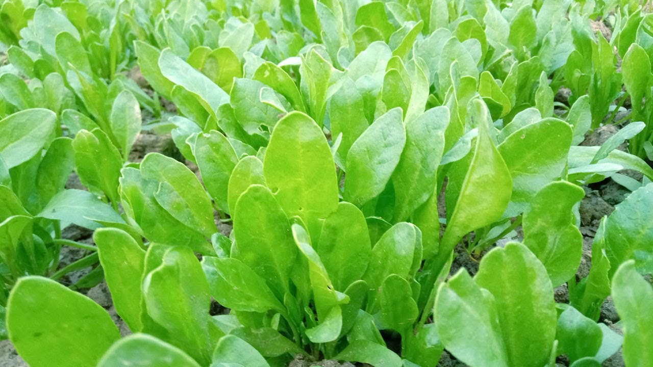 Picture of Spinach Seeds  - 50 pieces seeds