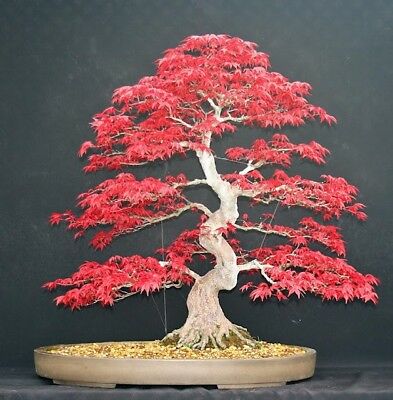 Picture of Canada Mini Red Maple Bonsai Garden Diy Bonsai Maple Tree-15 Pcs SeedS